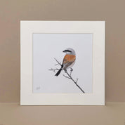 Red Backed Shrike pencil art mounted print