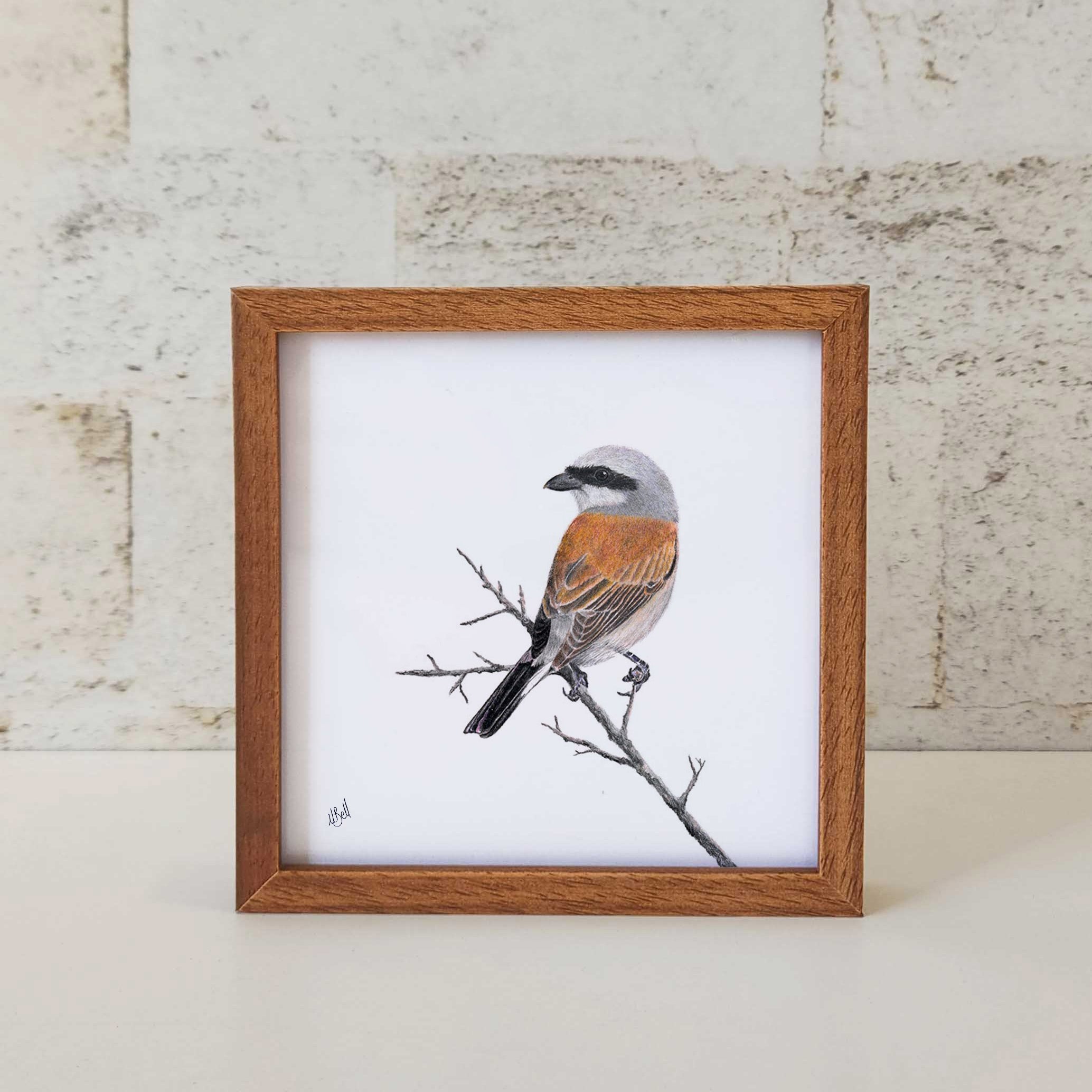 Kiaat wood framed miniature artwork of a Red Backed Shrike, part of wildlife artist Matthew Bell's birds of South Africa gallery