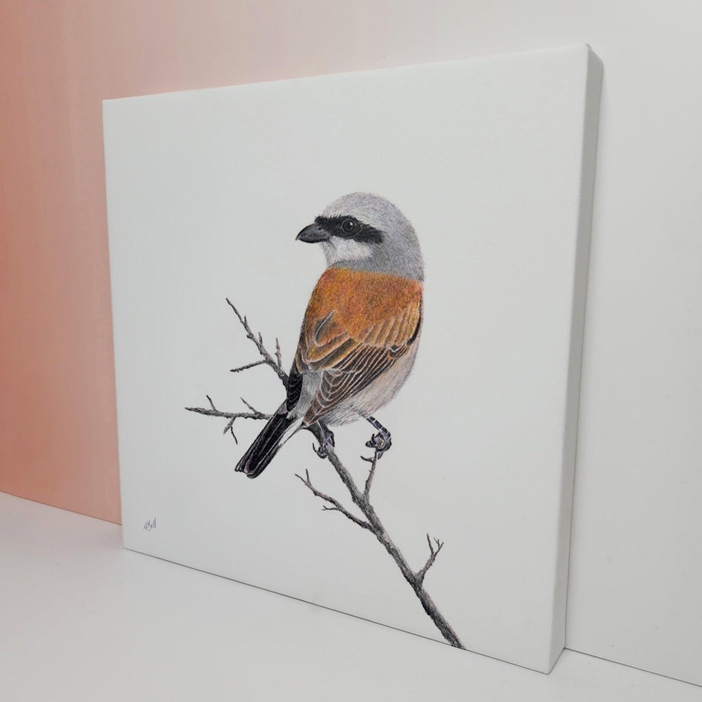 Stretched canvas South African bird artwork of a Red Backed Shrike