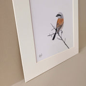 Red Backed Shrike pencil art mounted print