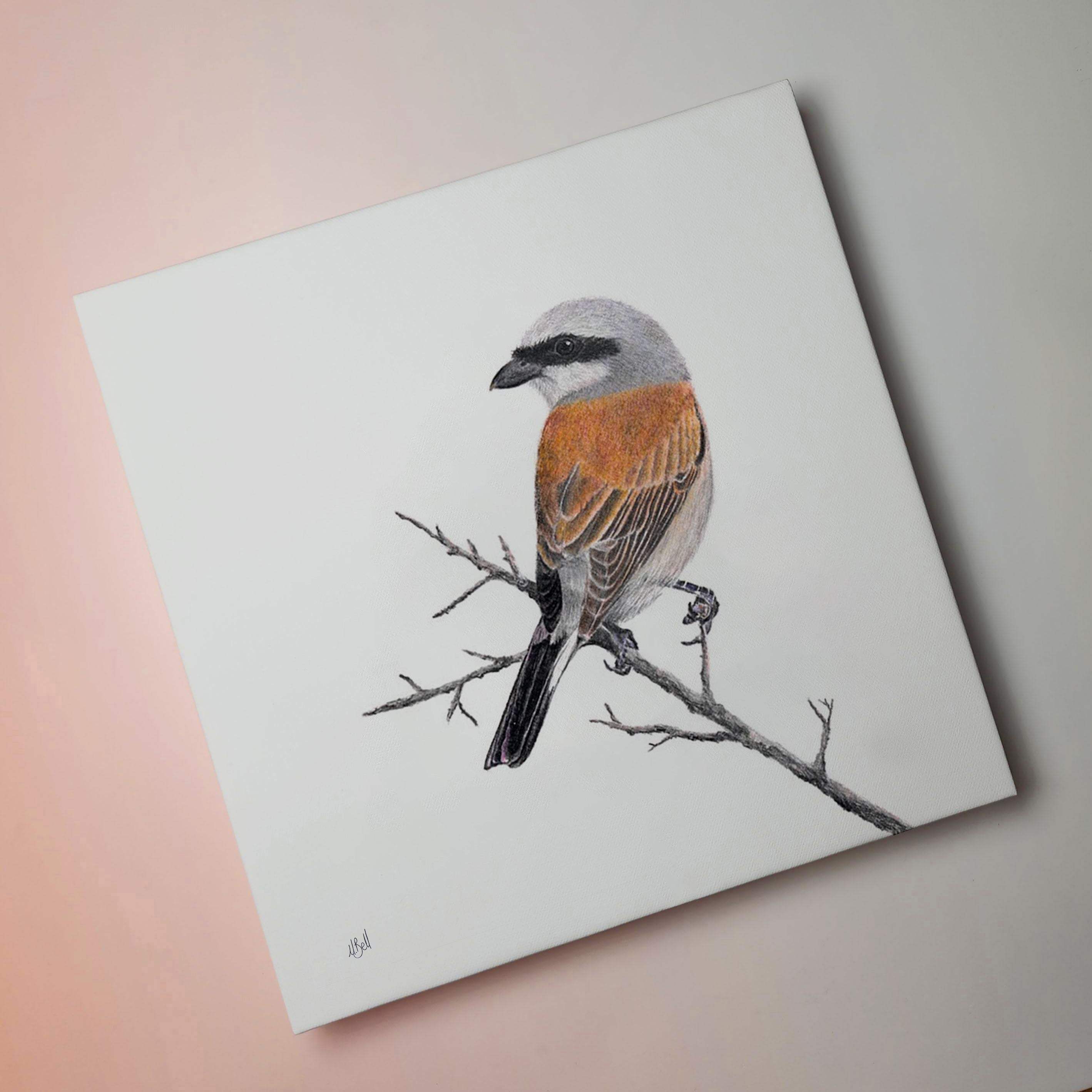 Stretched canvas South African bird artwork of a Red Backed Shrike