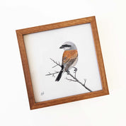 Kiaat wood framed miniature artwork of a Red Backed Shrike, part of wildlife artist Matthew Bell's birds of South Africa gallery