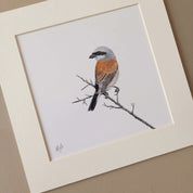 Red Backed Shrike pencil art mounted print