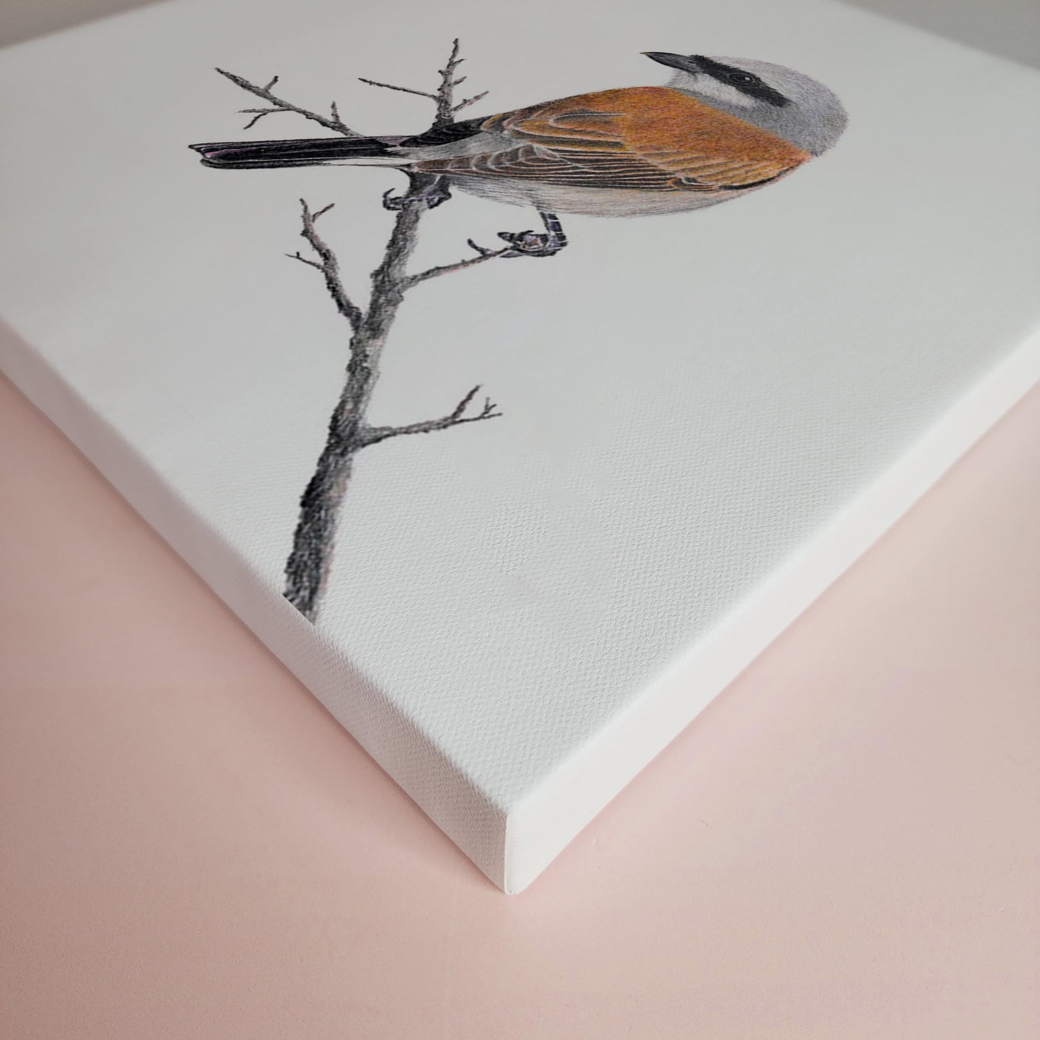 Stretched canvas South African bird artwork of a Red Backed Shrike