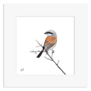 Red Backed Shrike - RBS