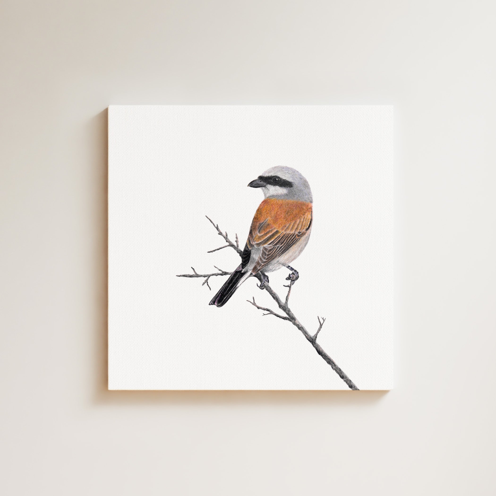 Red Backed Shrike drawing on canvas by South African wildlife artist Matthew Bell