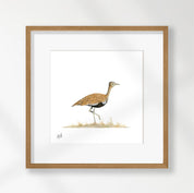 Red Crested Korhaan - RCK