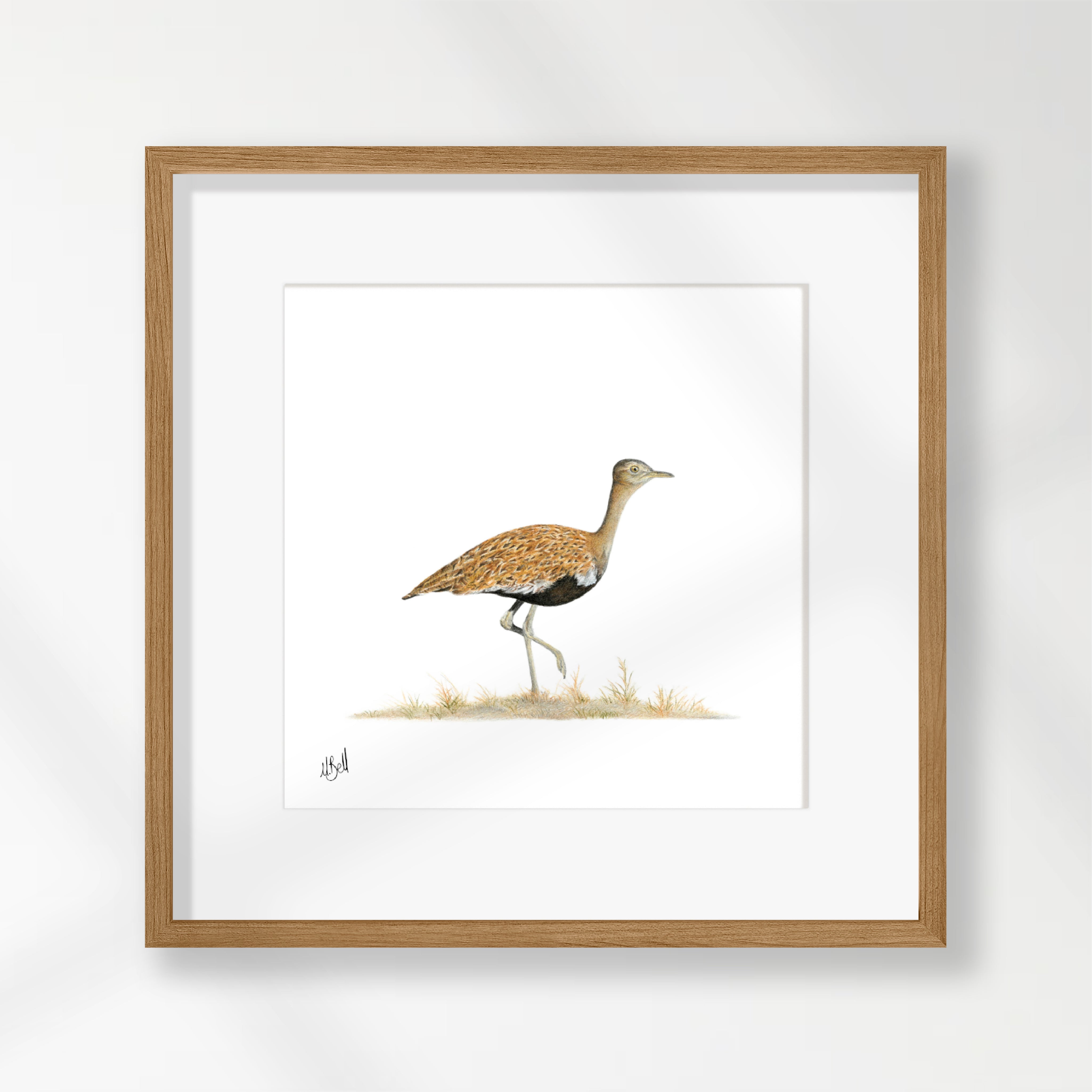 Red Crested Korhaan - RCK