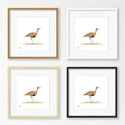 Red Crested Korhaan - RCK