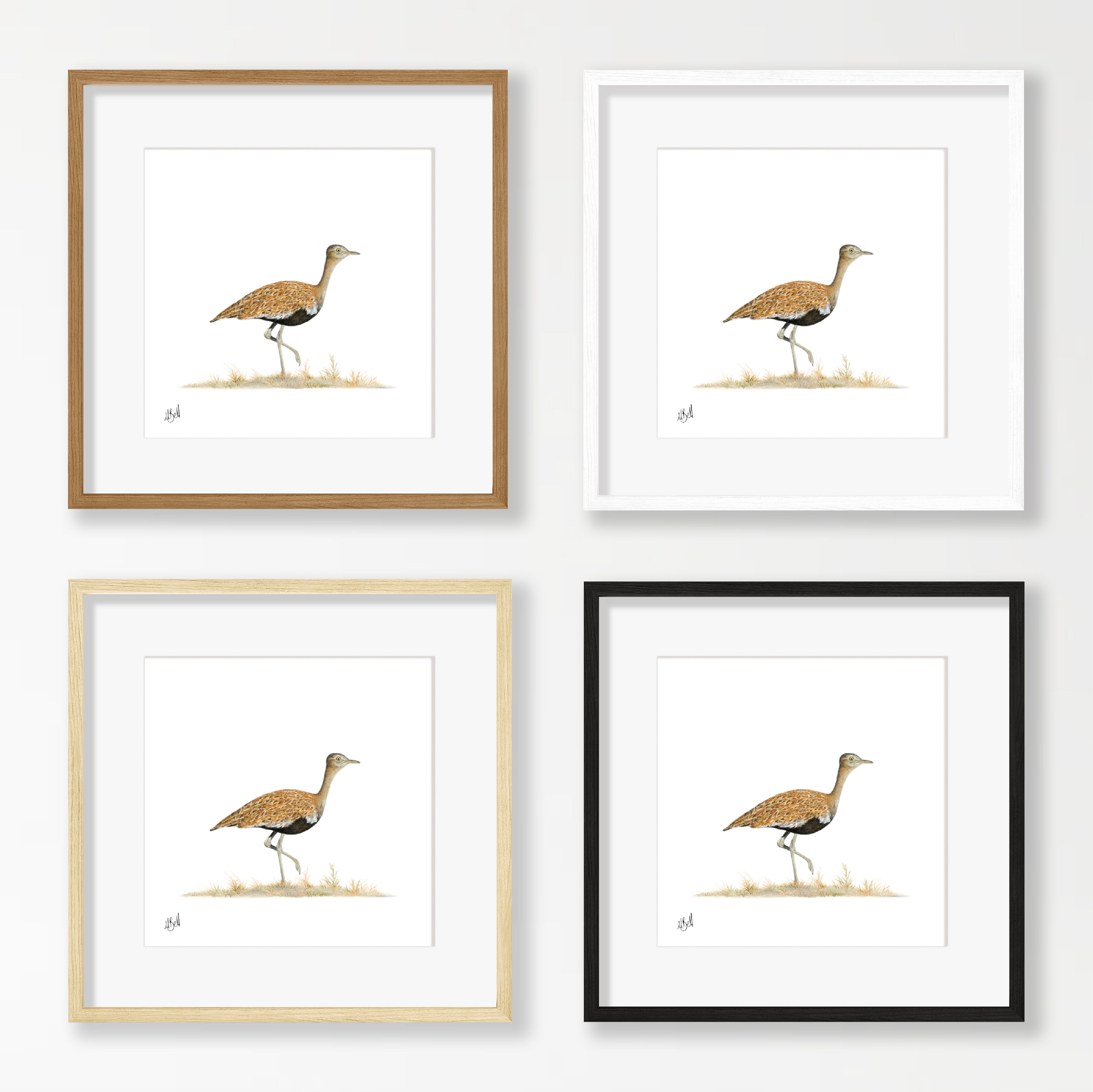 Red Crested Korhaan - RCK