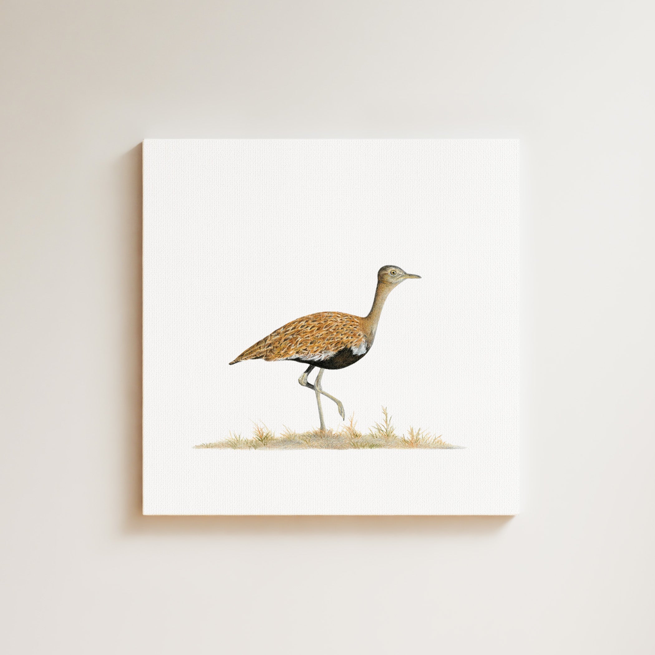 Red Crested Korhaan drawing on canvas by South African wildlife artist Matthew Bell