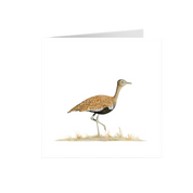 Red Crested Korhaan Greeting Card - RCK