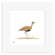 Red Crested Korhaan - RCK