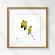 Rosy Faced Lovebirds - RFL