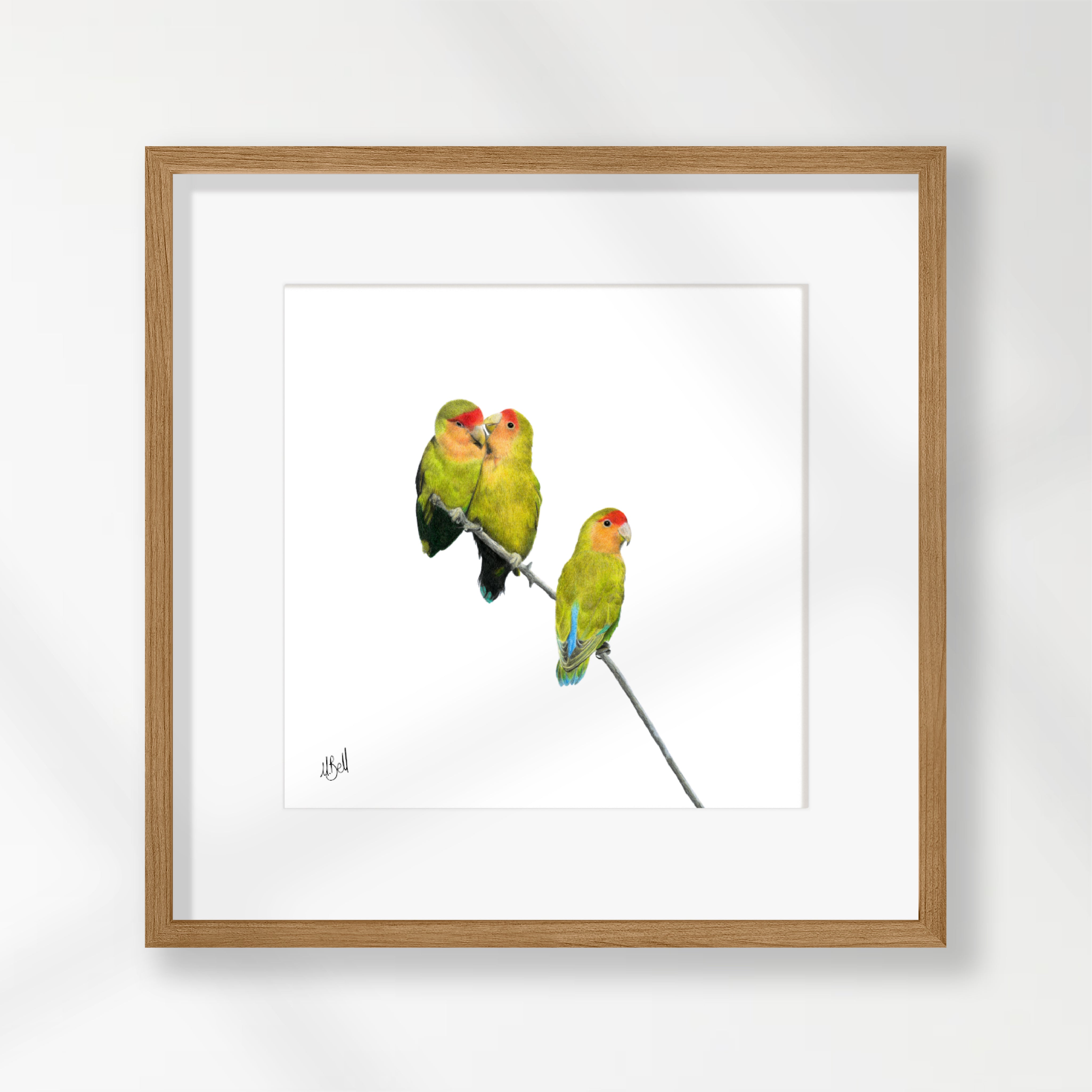 Rosy Faced Lovebirds - RFL