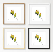 Rosy Faced Lovebirds - RFL