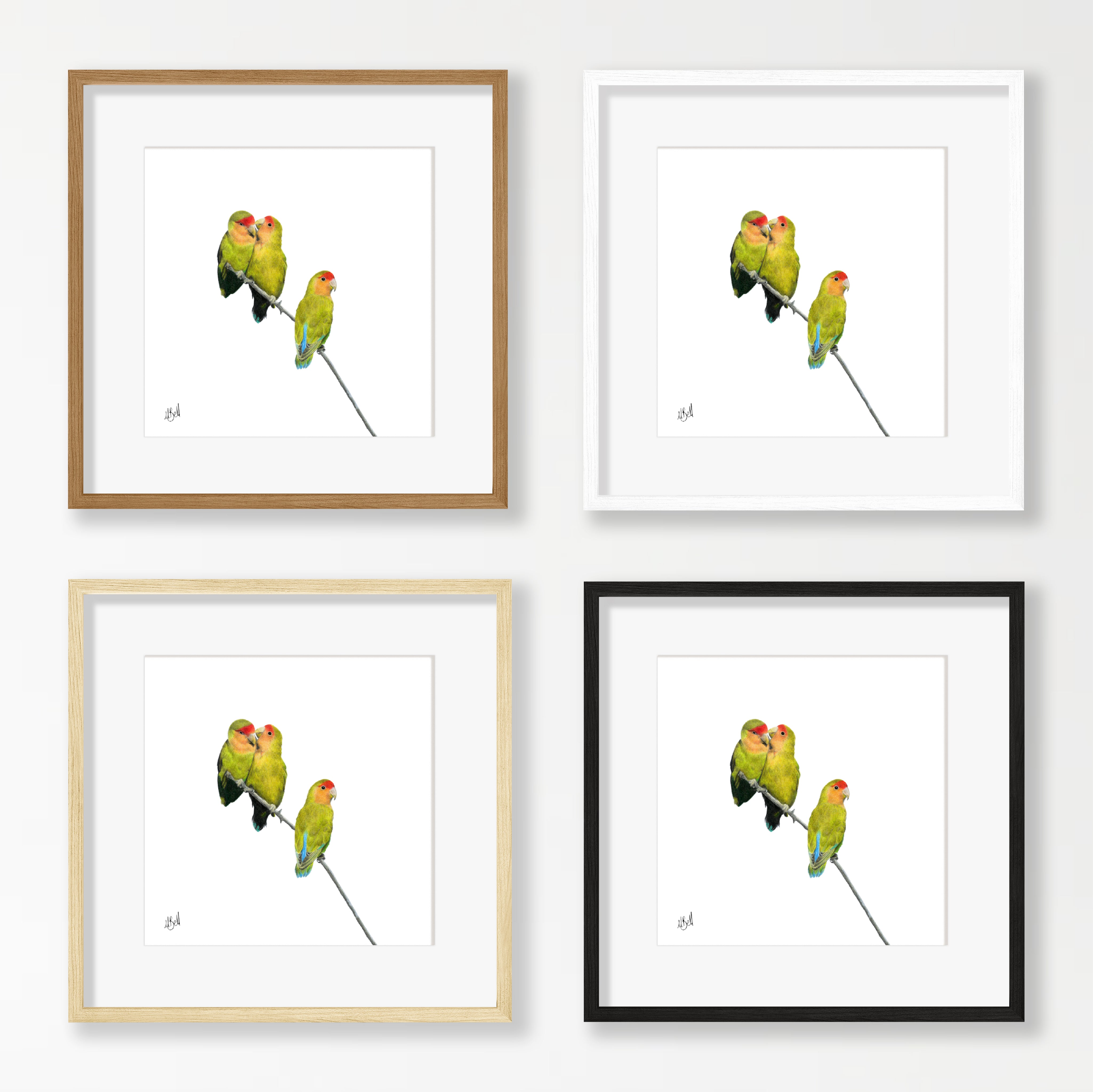 Rosy Faced Lovebirds - RFL