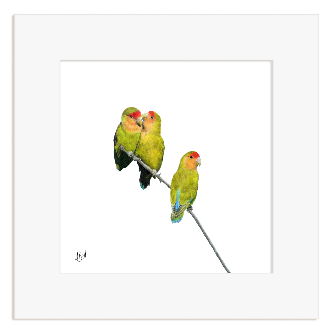 Rosy Faced Lovebirds - RFL