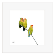 Rosy Faced Lovebirds - RFL