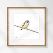Red Fronted Tinkerbird - RFT