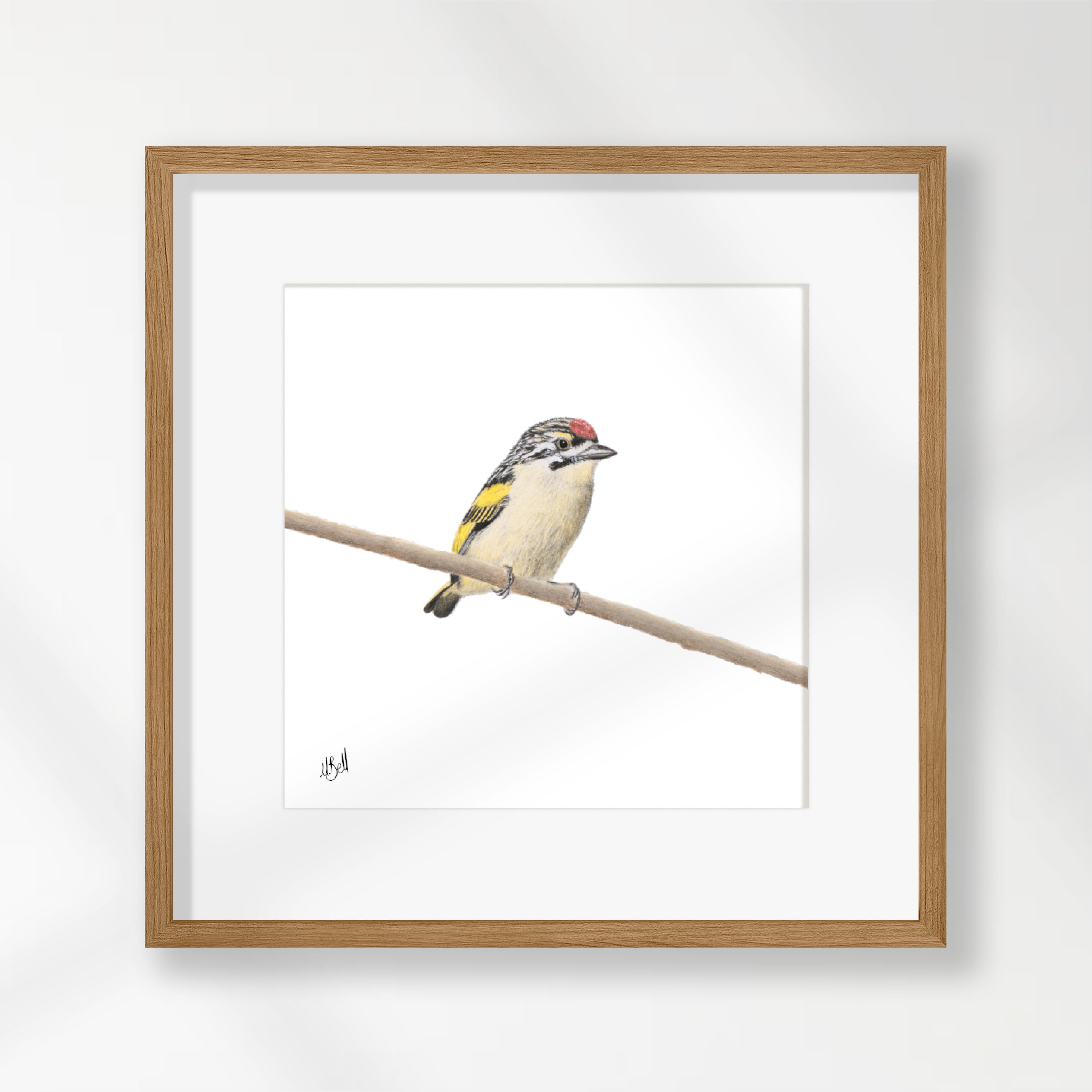 Red Fronted Tinkerbird - RFT