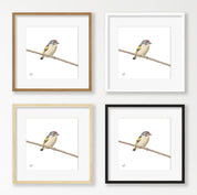 Red Fronted Tinkerbird - RFT
