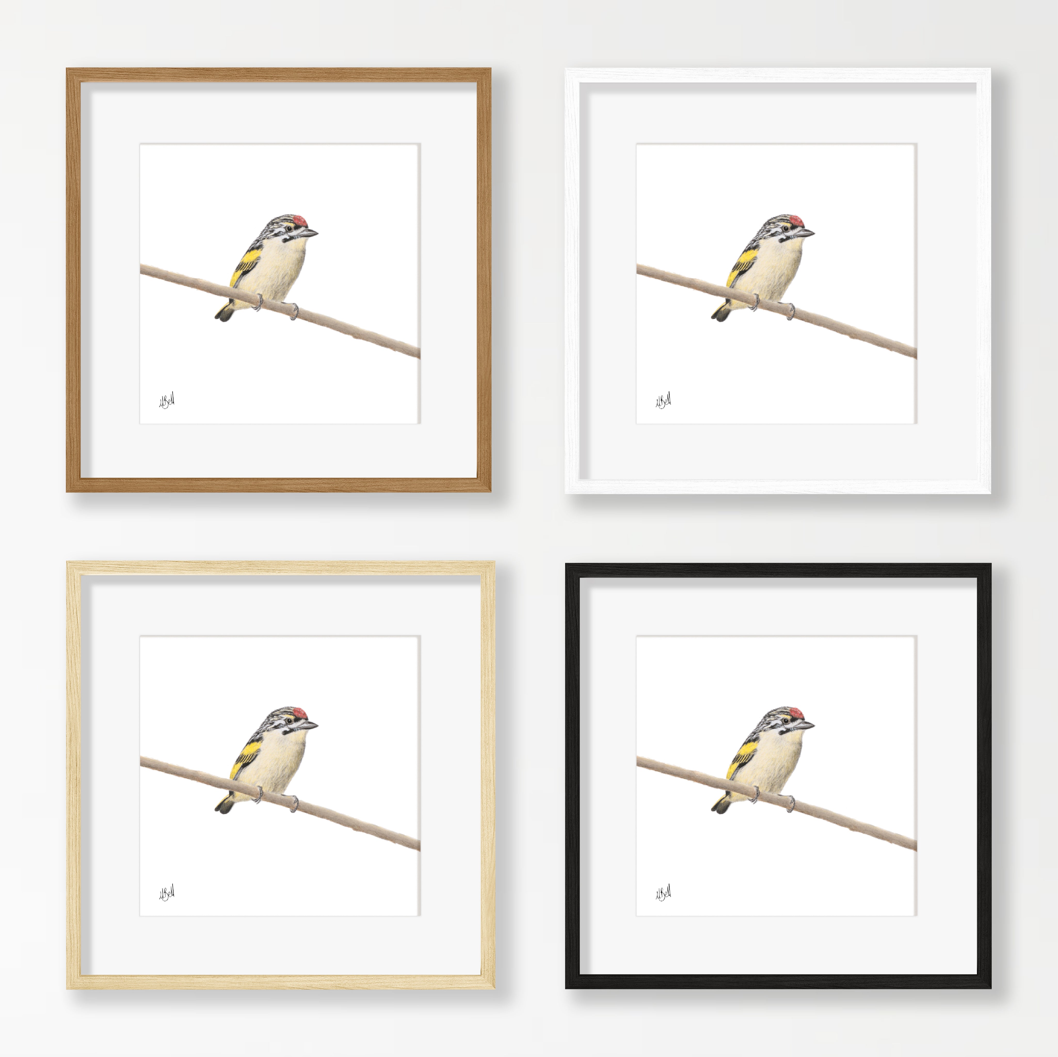 Red Fronted Tinkerbird - RFT