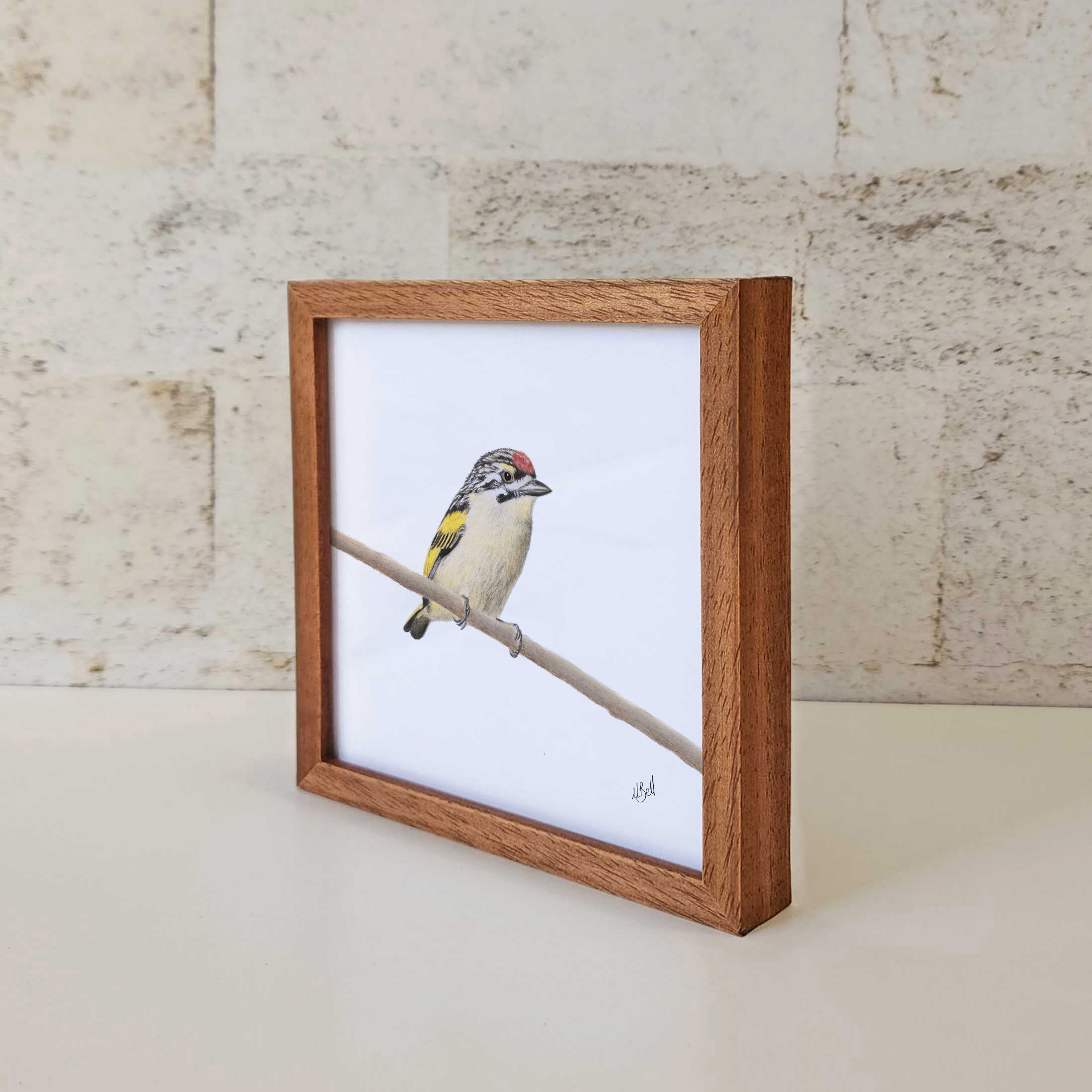 Kiaat wood framed miniature artwork of a Red Fronted Tinkerbird, part of wildlife artist Matthew Bell's birds of South Africa gallery