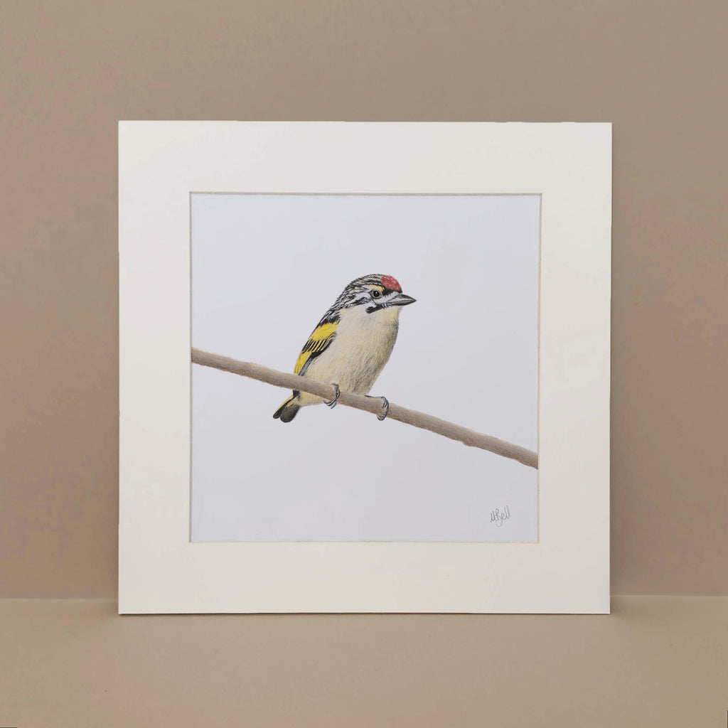Red Fronted Tinkerbird pencil artwork of birds of South Africa