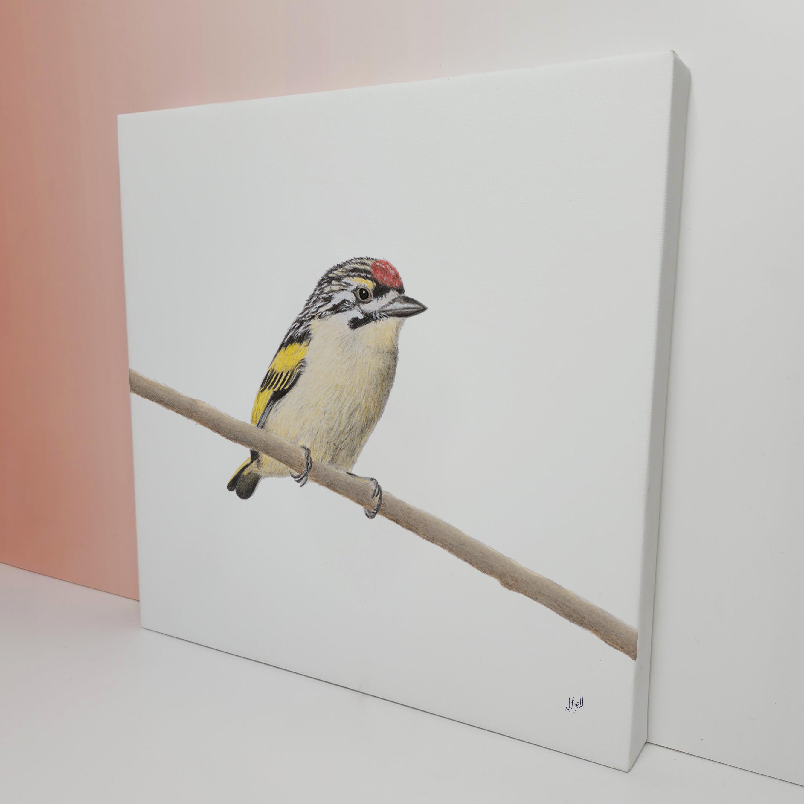 Red Fronted Tinkerbird canvas print bird artwork