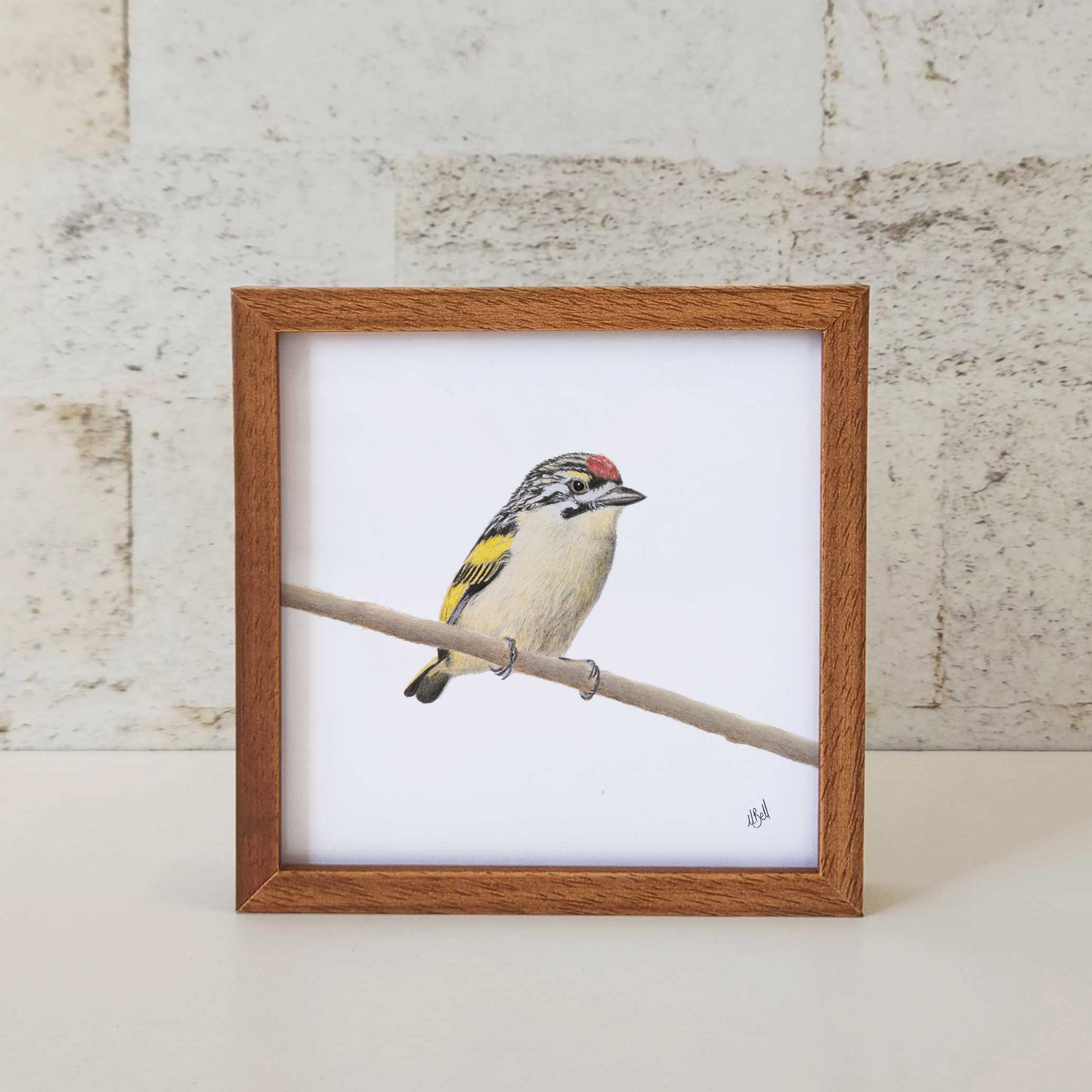 Kiaat wood framed miniature artwork of a Red Fronted Tinkerbird, part of wildlife artist Matthew Bell's birds of South Africa gallery