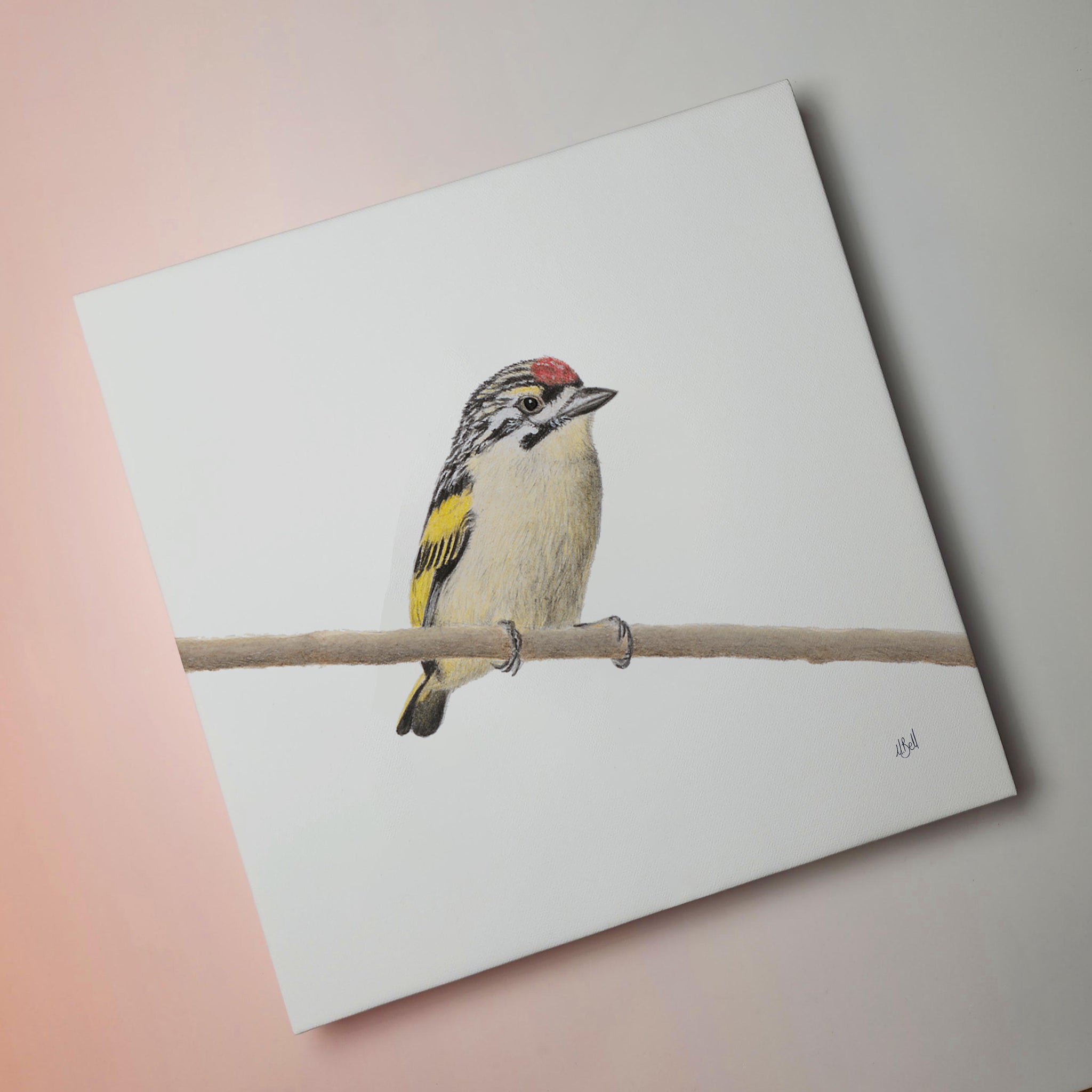 Red Fronted Tinkerbird canvas print bird artwork