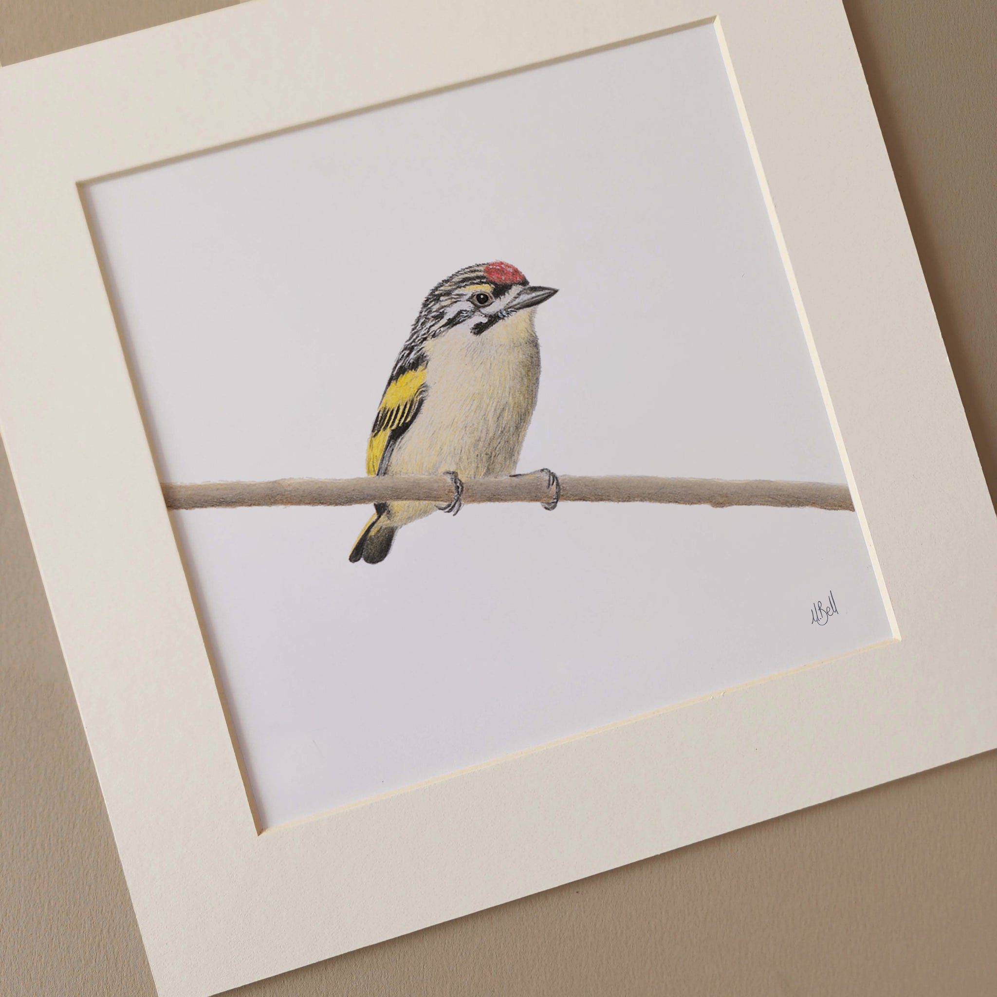 Red Fronted Tinkerbird pencil artwork of birds of South Africa