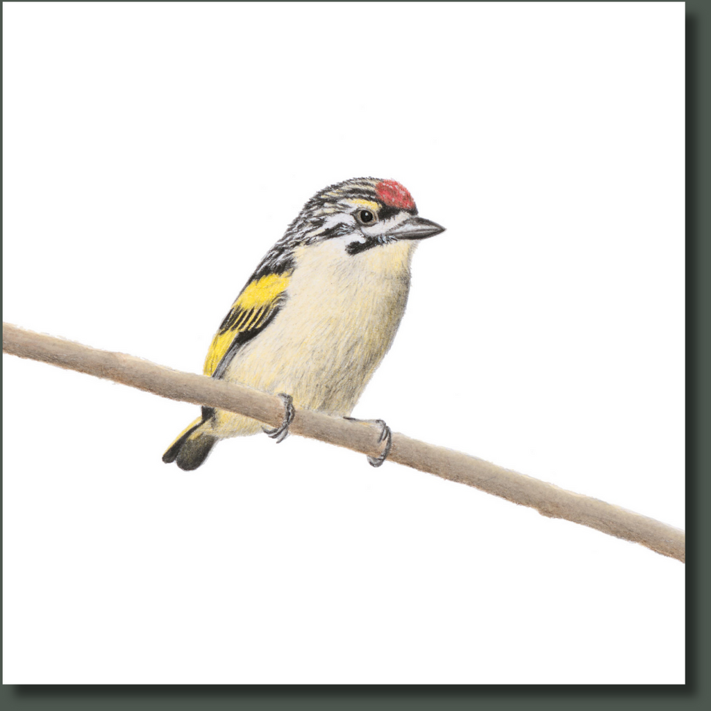 Red Fronted Tinkerbird canvas print bird artwork