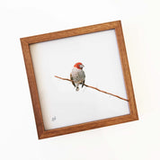 Red Headed Finch - RHF