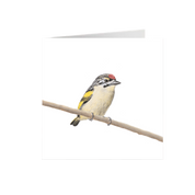 Red Fronted Tinkerbird Greeting Card - RFT