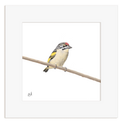 Red Fronted Tinkerbird - RFT