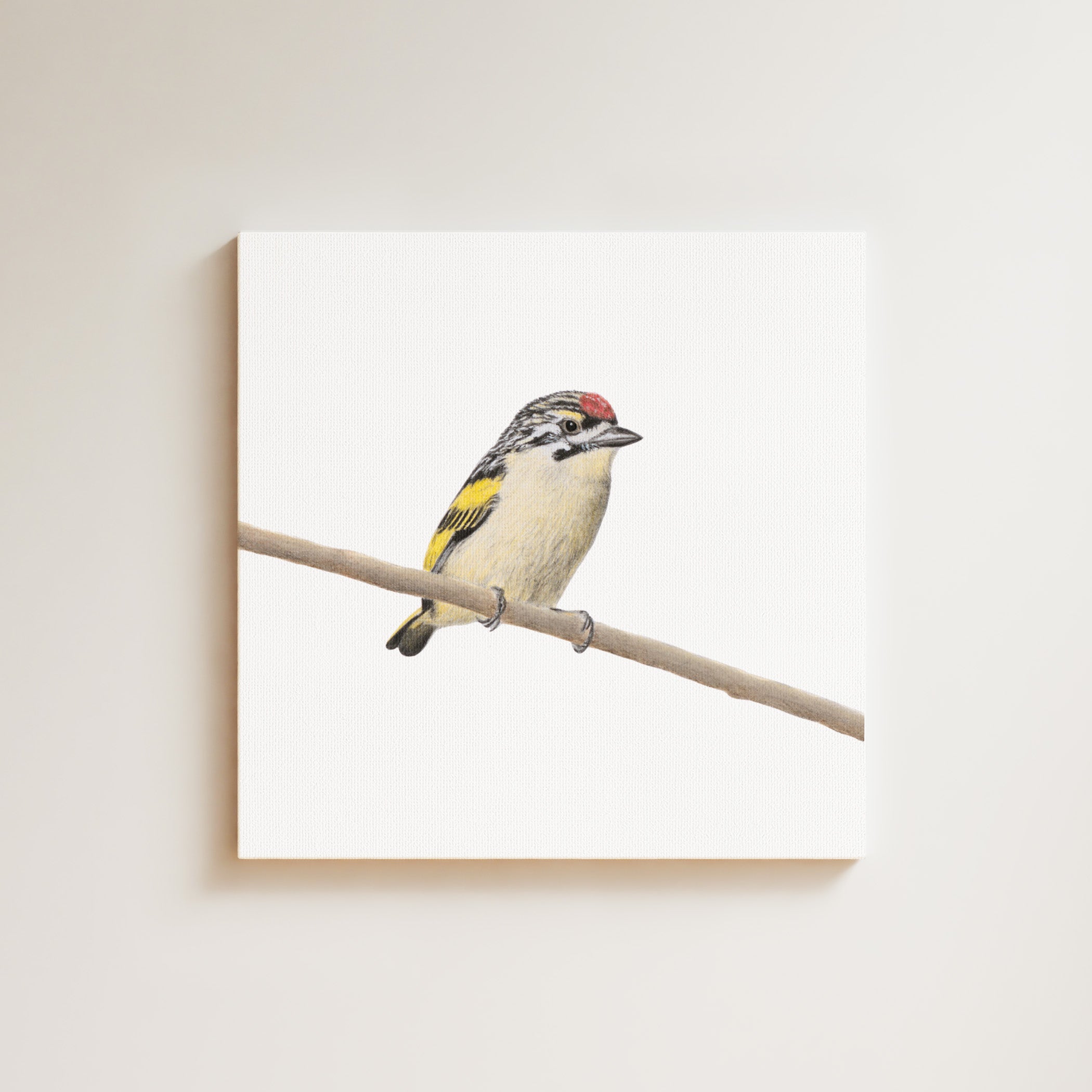 Red Fronted Tinkerbird drawing on canvas by South African wildlife artist Matthew Bell