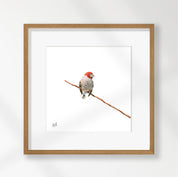 Red Headed Finch - RHF