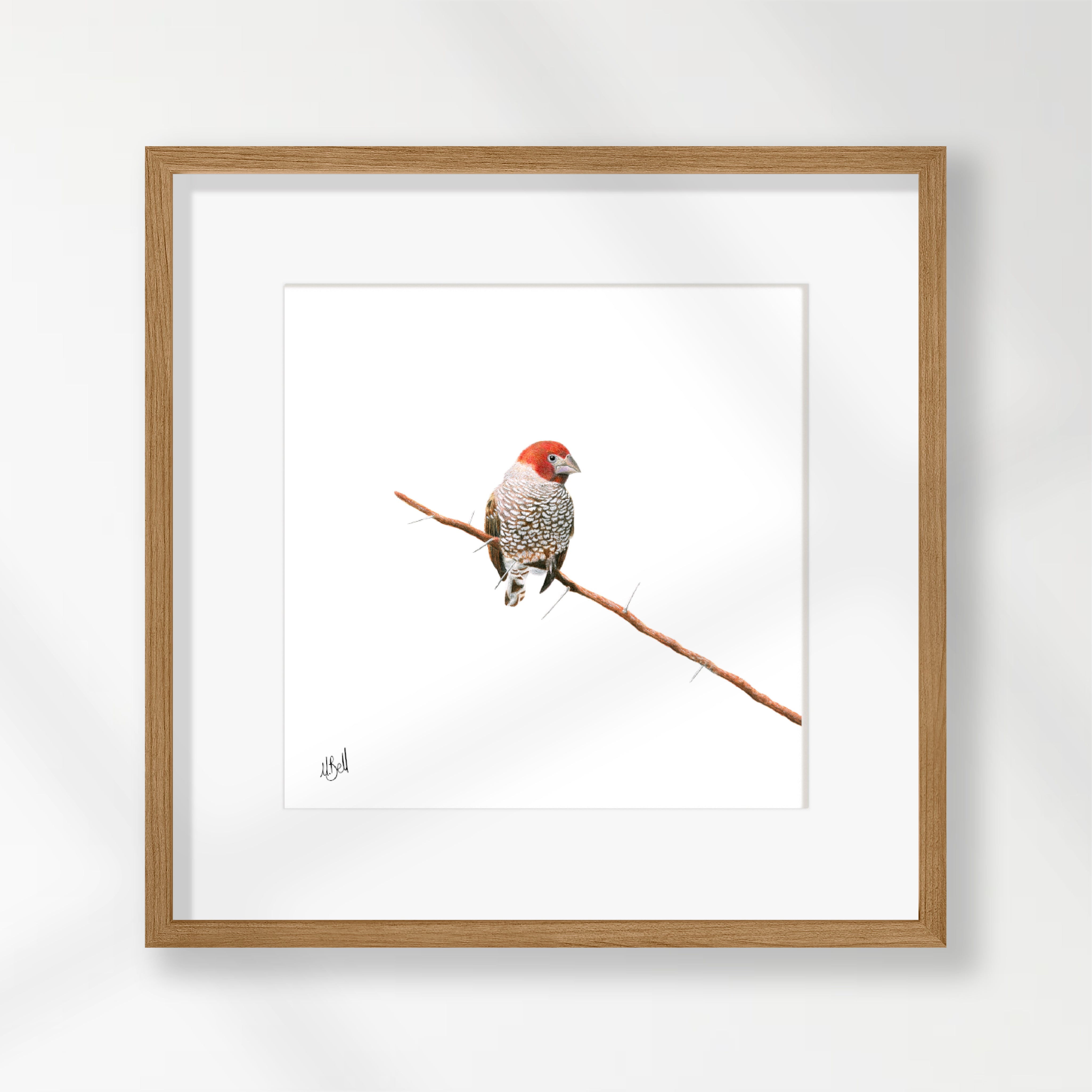 Red Headed Finch - RHF