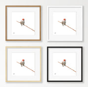 Red Headed Finch - RHF