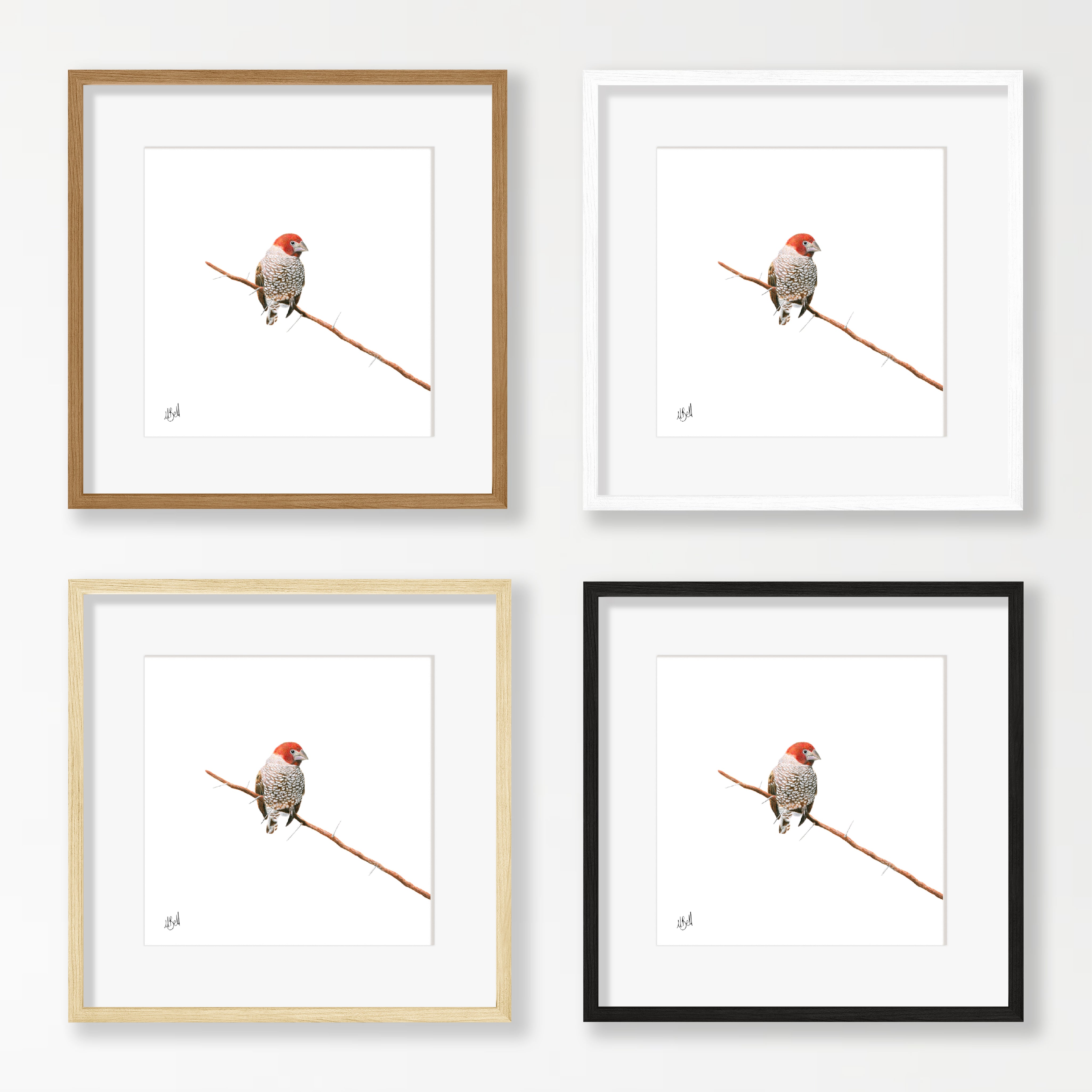 Red Headed Finch - RHF