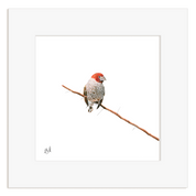 Red Headed Finch - RHF