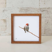 Red Headed Finch - RHF