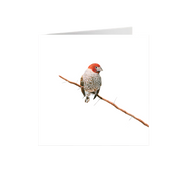 Red Headed Finch Greeting Card - RHF