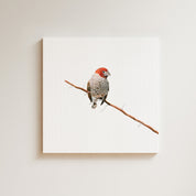 Red Headed Finch (RHF) on Canvas