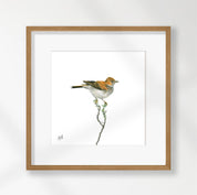 Red Lark - RLK