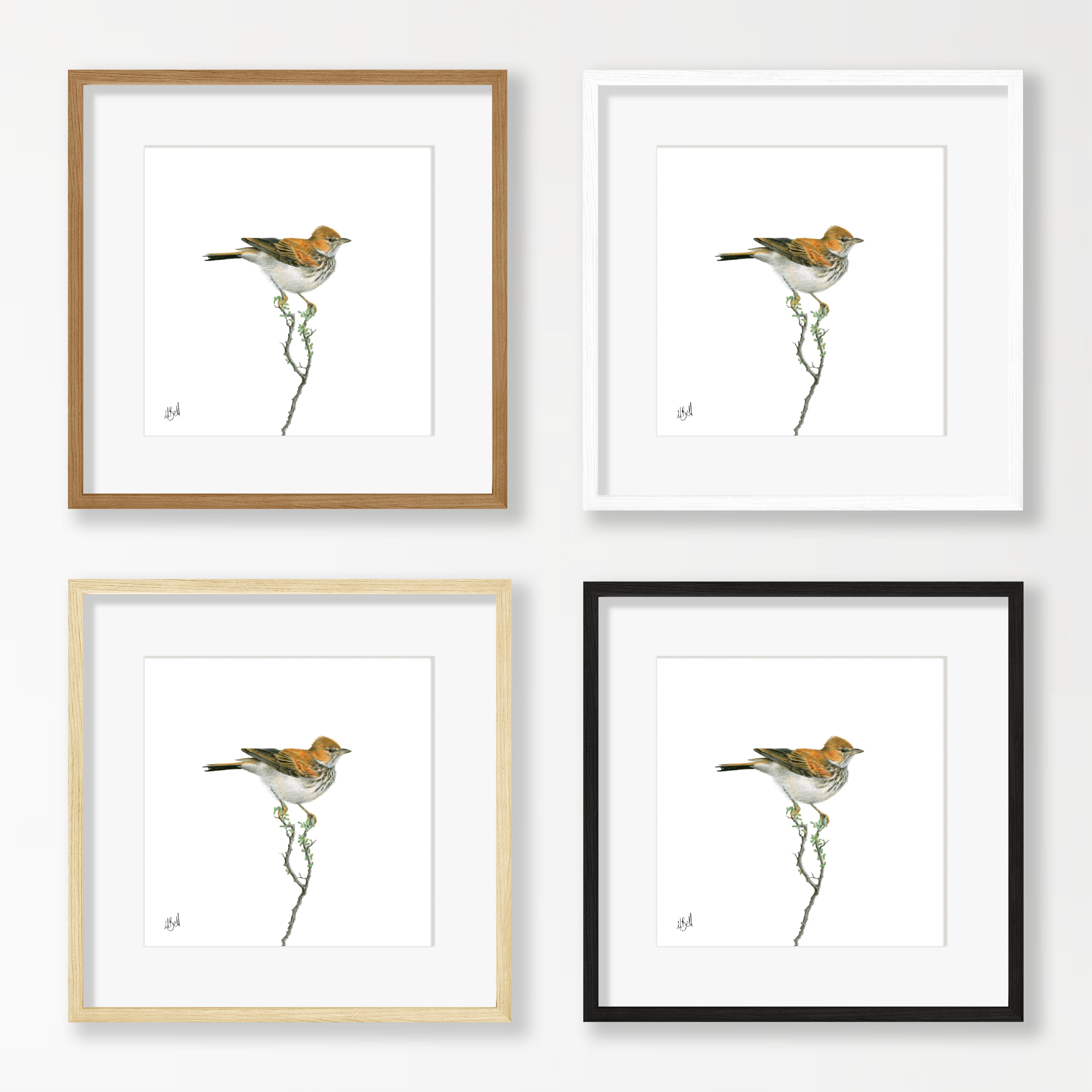 Red Lark - RLK