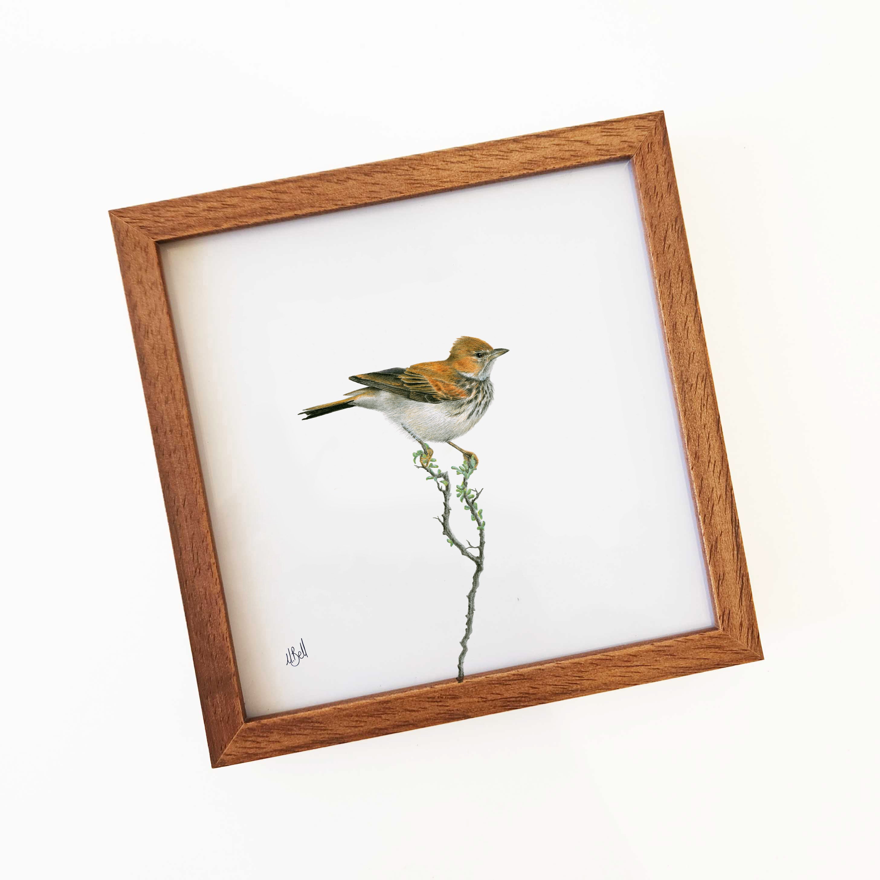 Red Lark - RLK