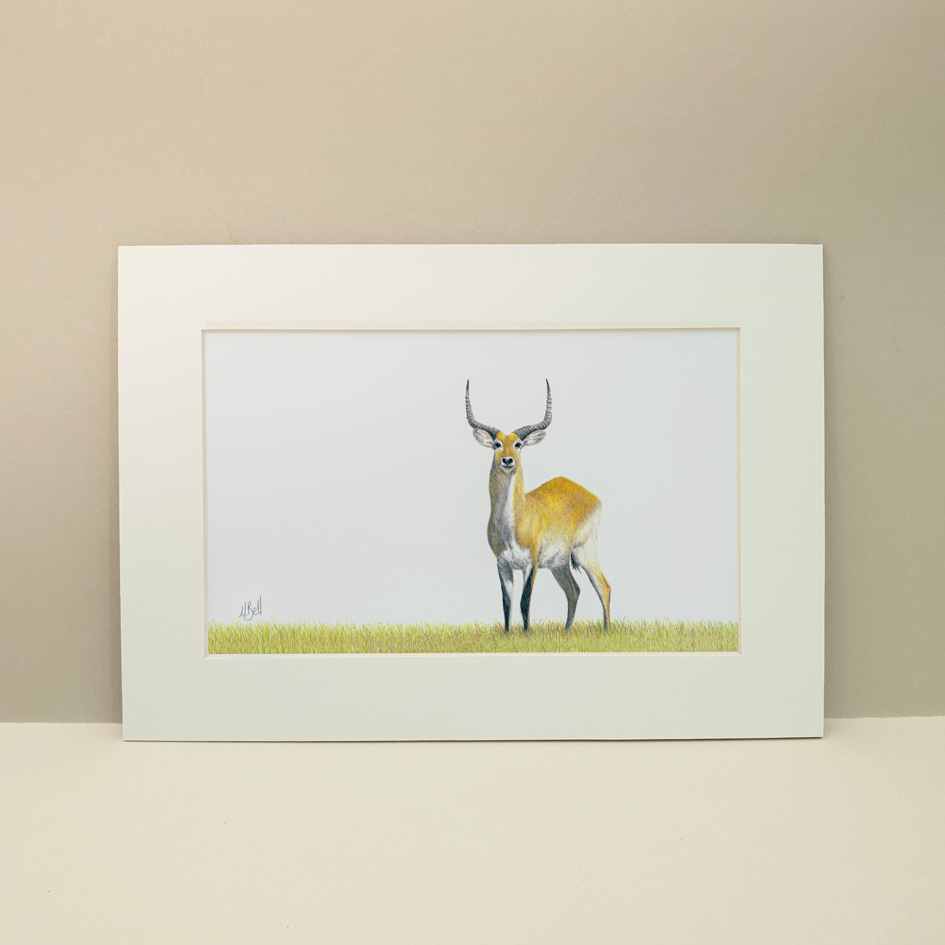 Red Lechwe in the Okavango Delta in Botswana artwork